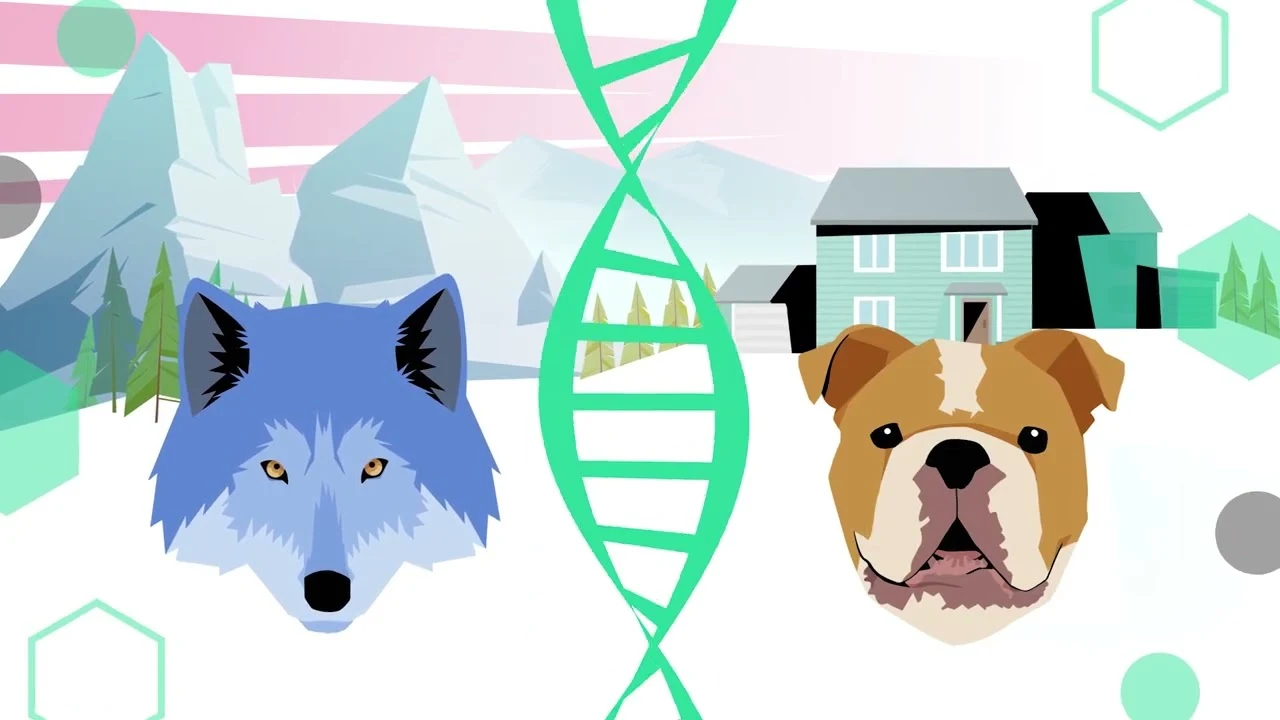 LIFE WolfAlps · Ibridazione — miniatura del video